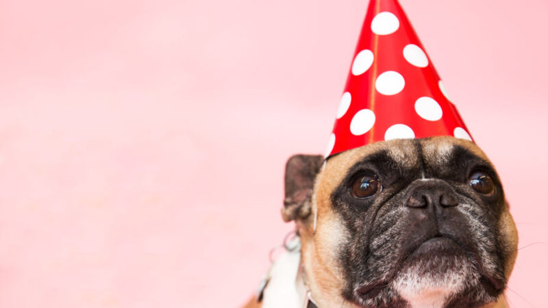 Dog with party hat for launch of onlinesuccess.io